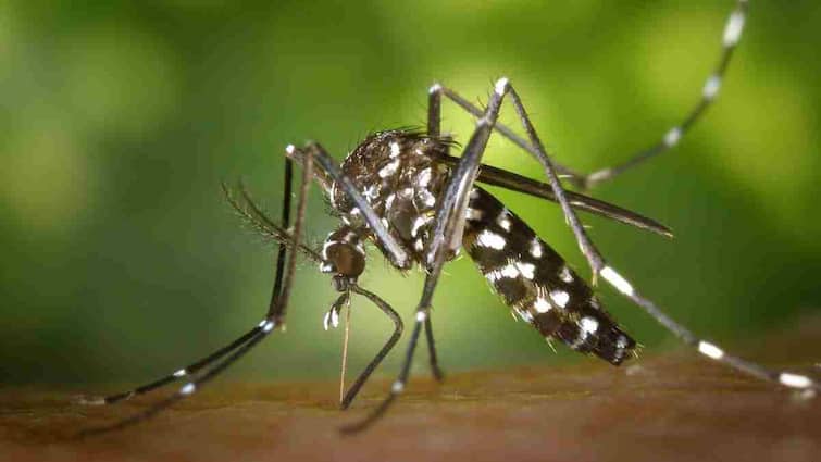Now if the mosquitoes bite, you will die themselves! Scientists discovered technology that will disappear mosquitoes